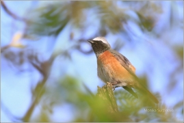 <p>REHEK ZAHRADNÍ (Phoenicurus phoenicurus) /Common redstart - Gartenrotschwanz/</p>